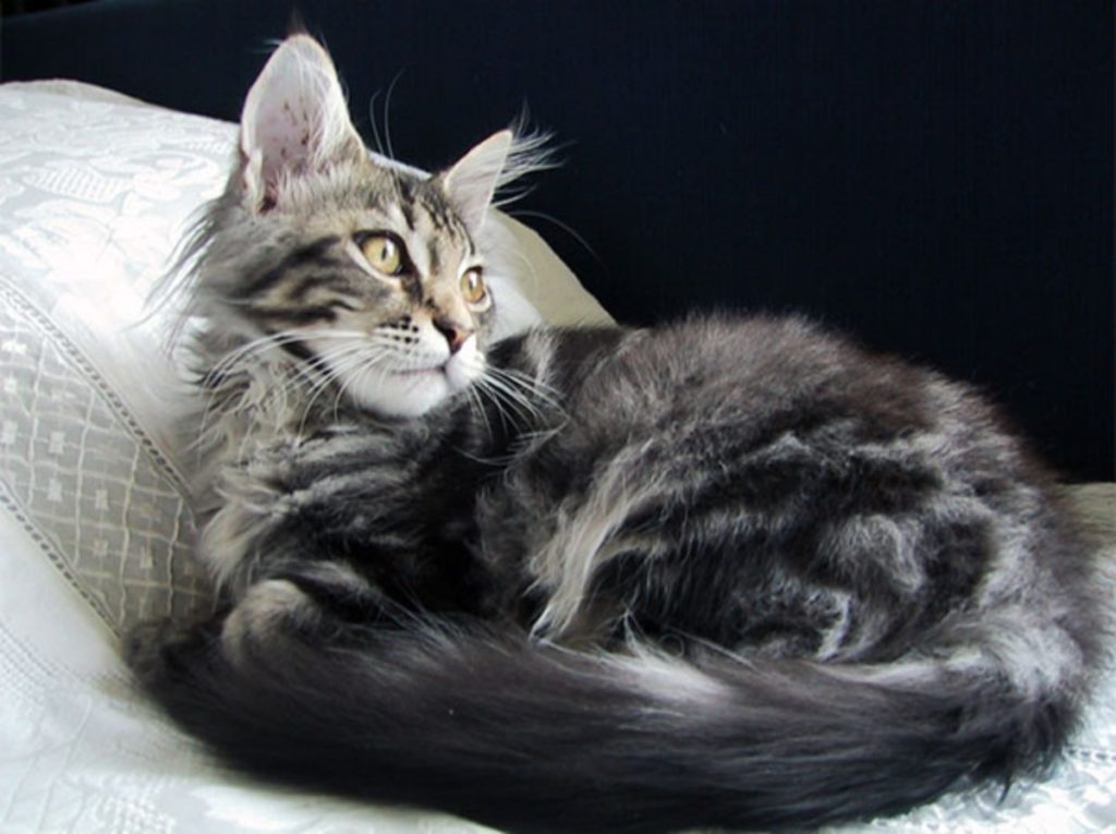 Een maine-coon