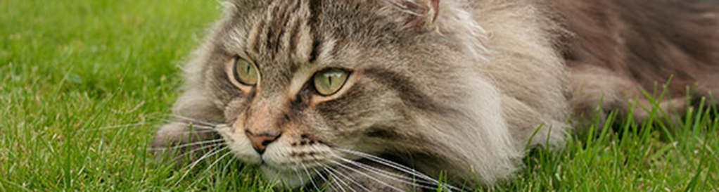 Maine-Coon raskat in gras strook formaat