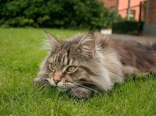 Maine Coon in het gras