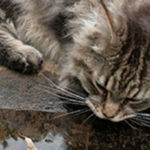 Maine Coon drinkt strook