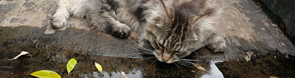 Maine Coon drinkt strook