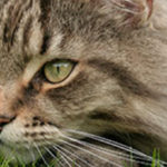 maine coon in gras strook formaat